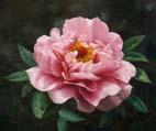 unknow artist Realistic Pink Rose France oil painting art